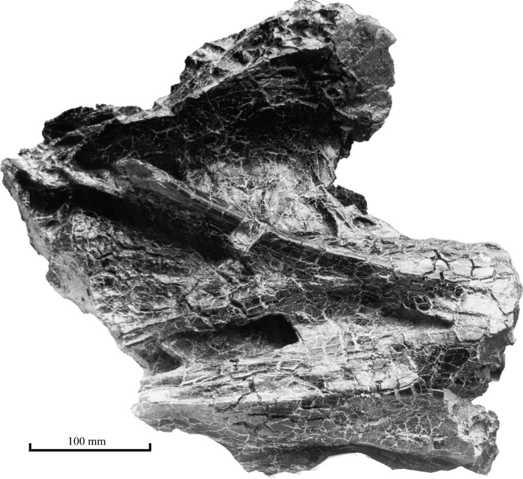 D. Naish et al. / Cretaceous Research 25 (2004) 787 795 791 Fig. 4. Posterior part of MIWG.7306 in left lateral view showing (from top to bottom) fossa 1 and the posterior parts of fossae 2 and 3.