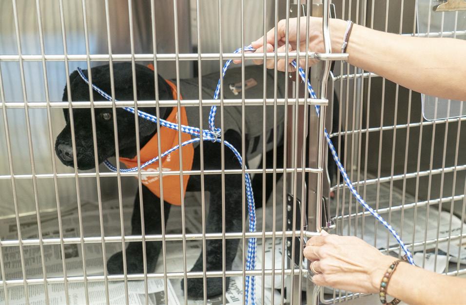 Removing Collars #2: Two Slip Leashes Some dogs do not like us reaching around their necks to remove leashes or become cage defensive after being placed in a cage.
