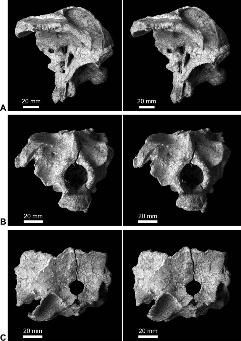 Fossil Record 12 (1) 2009, 23 46 33 (Harris 2006a), braincase MB.R.2388 (dd 130) and Tornieria both have enlarged foramina for cranial nerves III, IV, and V.