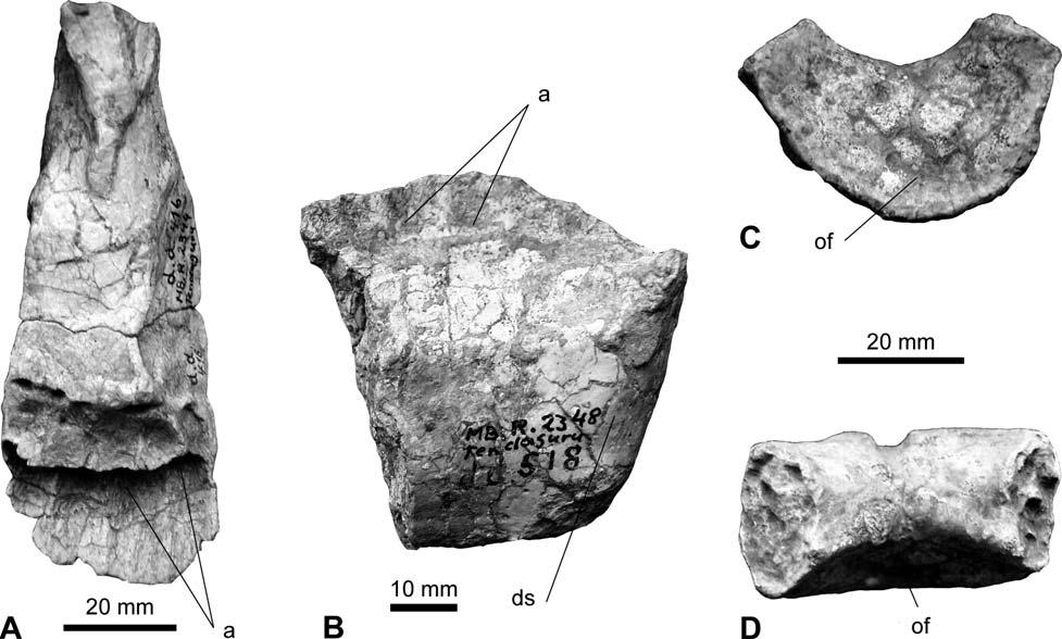 Fossil Record 12 (1) 2009, 23 46 35 Figure 8. Skull elements of indeterminate sauropods. A. Left premaxilla MB.R.2344 (dd 416) in caudal view; B. Left dentary MB.R.2348 (dd 518) in medial view; C.