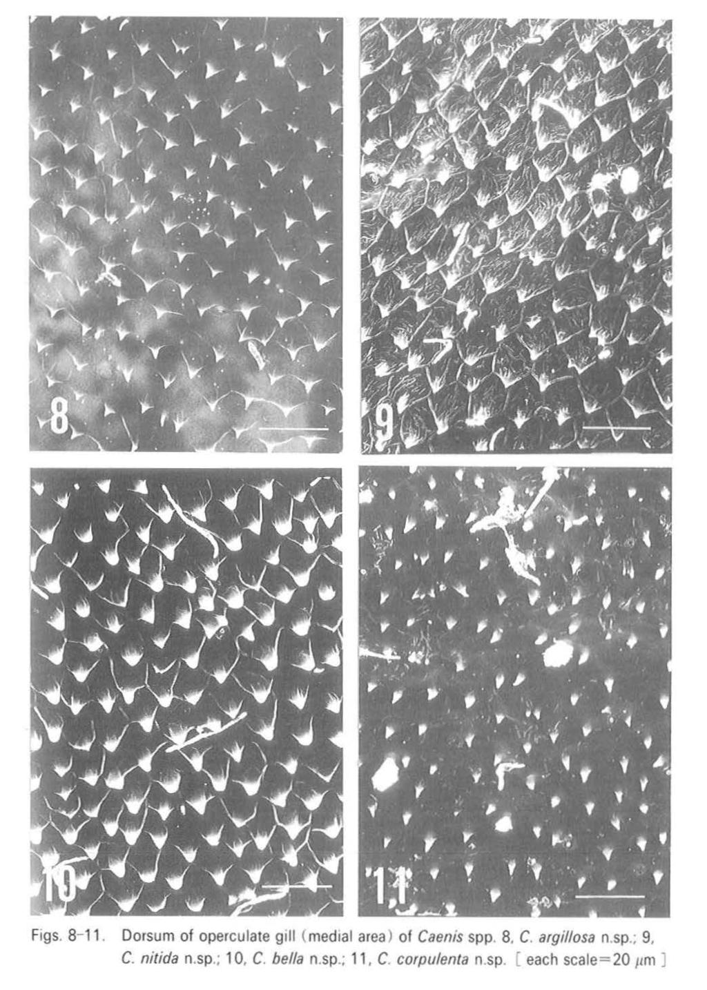 Figs. 8-11. Dorsum of operculate gill (medial area ) of Caems spp. 8, C. argillosa n.sp., 9, C.