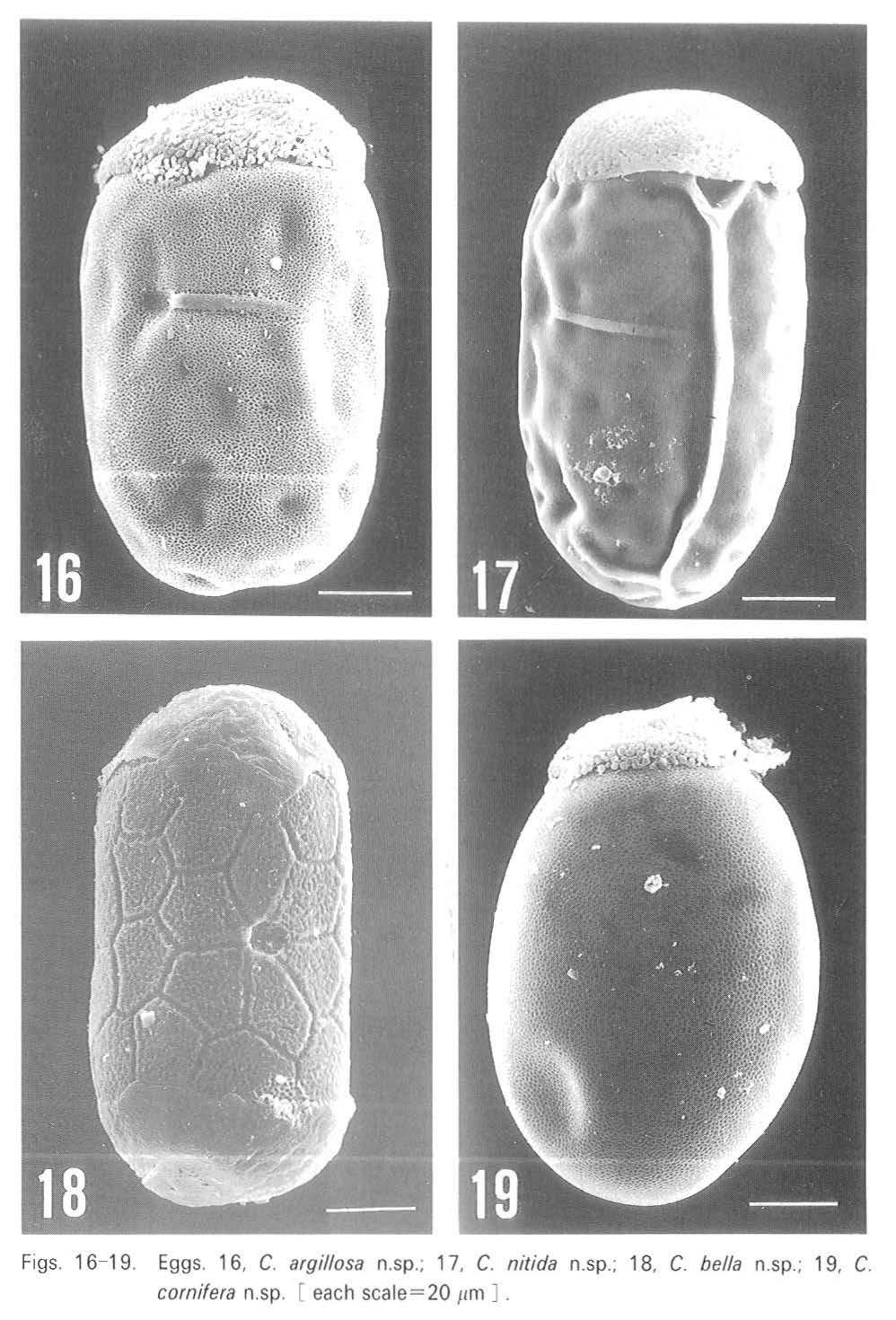 Figs. 16-19. Eggs. 16, C. argillosa n.sp.; 17, C. nitida n.sp.; 18, C.
