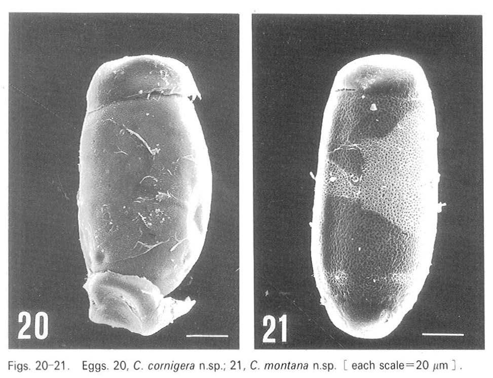 Figs. 20-21. Eggs. 20, C. cornigera n.sp.