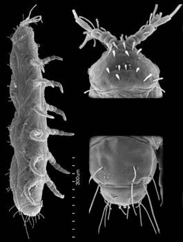 Classification and Characteristics of the Myriapoda Diplopoda (millipedes) 21 body segments; body segments fused