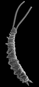 open at anterior body segment (progoneate); short antennae not branched; 8000 species.