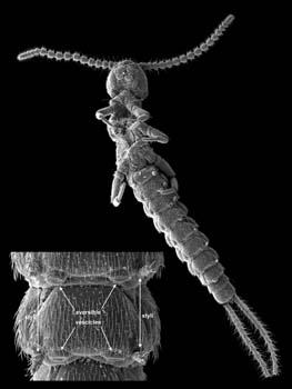 Collembola no more than 6 segments in the abdomen; minute