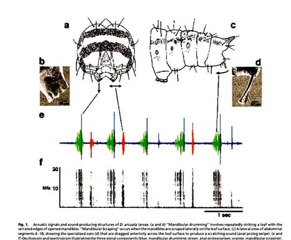 Yack JE, Smith ML, Weatherhead PJ. Caterpillar talk: acoustically mediated territoriality in larval Lepidoptera. Proc Natl Acad Sci U S A. 2001 Sep 25;98(20):11371-5.