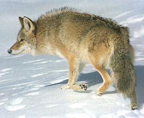 Coyotes defend a territory of up to 10 km 2. Large mammals that do not defend territories tend to occupy large home ranges.