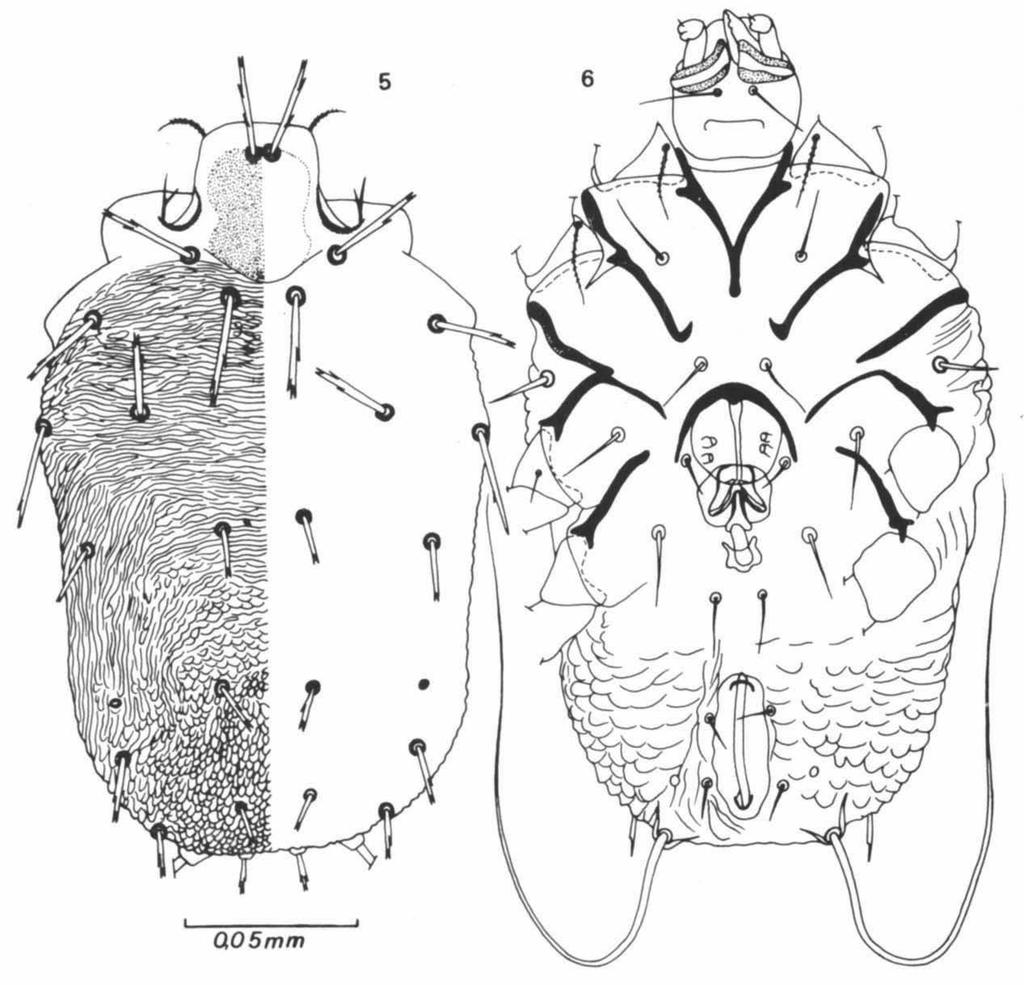 FAIN & LUKOSCHUS, NEW ROSENSTEINIIDAE 35 Figs. 5-6. Nycteriglyphus xeniariae spec, nov., male. Fig. 5, dorsal view; fig. 6, ventral view. strongly sclerotized.
