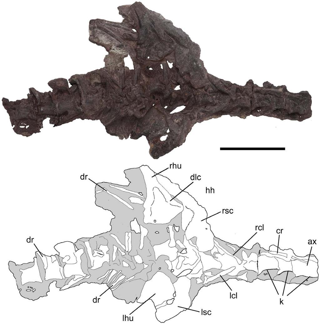 Figure 6. Cervical and dorsal vertebrae, and scapulacoracoids of Pseudochampsa ischigualastensis (PVSJ 567) in ventral view.