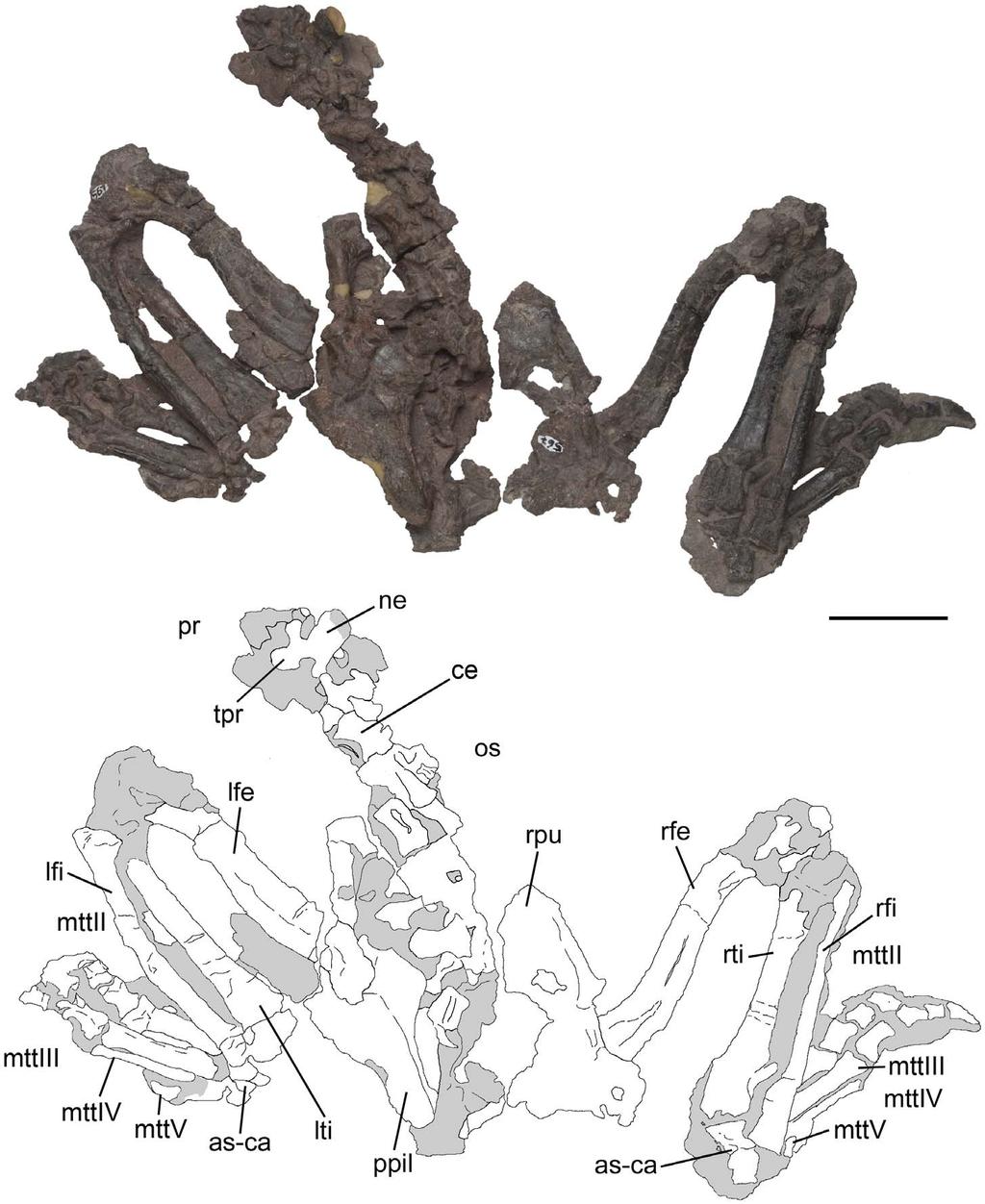 Figure 8. Pelvic girdle and hindlimbs of Pseudochampsa ischigualastensis (PVSJ 567) in dorsal view.
