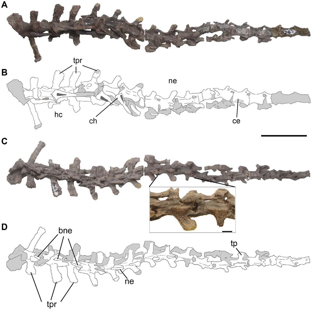Figure 9. Caudal vertebrae of Pseudochampsa ischigualastensis (PVSJ 567) in (A, B) ventral/left lateral, and (C, D) dorsal/right lateral views.