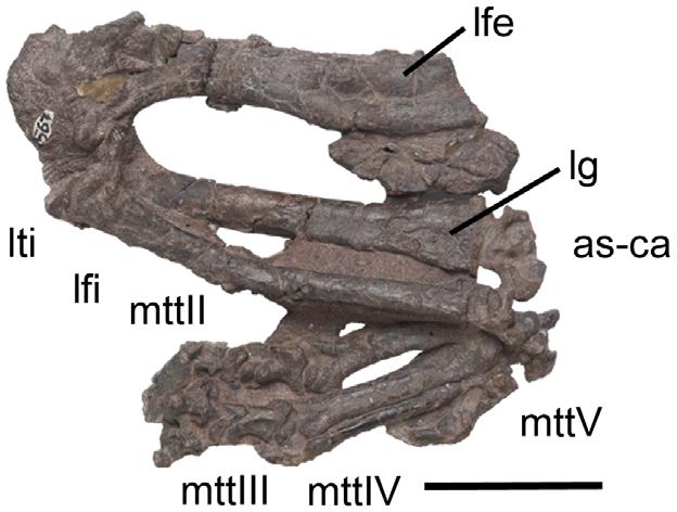Figure 11. Left hindlimb of Chanaresuchus ischigualastensis (PVSJ 567) in anterior view.