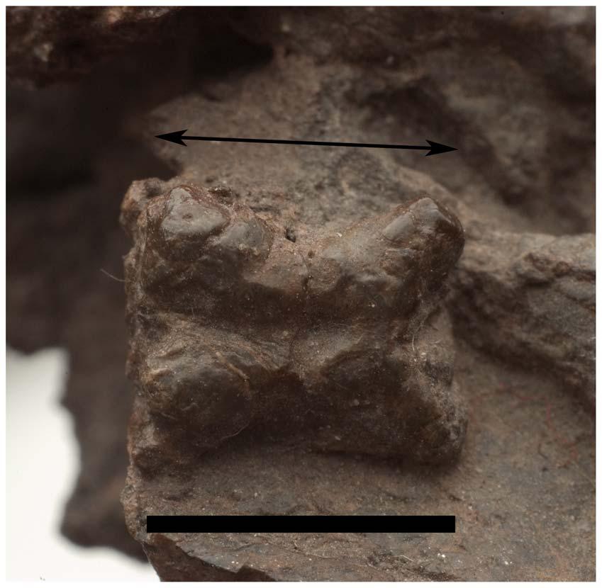 Figure 13. Osteoderm of Pseudochampsa ischigualastensis (PVSJ 567) in dorsal view. The black arrow indicates anteroposterior orientation. Scale bar equals 1 cm. doi:10.1371/journal.pone.0111388.