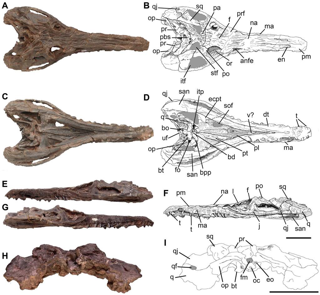 Figure 2. Skull of Pseudochampsa ischigualastensis (PVSJ 567) (A, B) in dorsal, (C, D) ventral, (E, F) left lateral, (G) right lateral, and (H, I) occipital views.