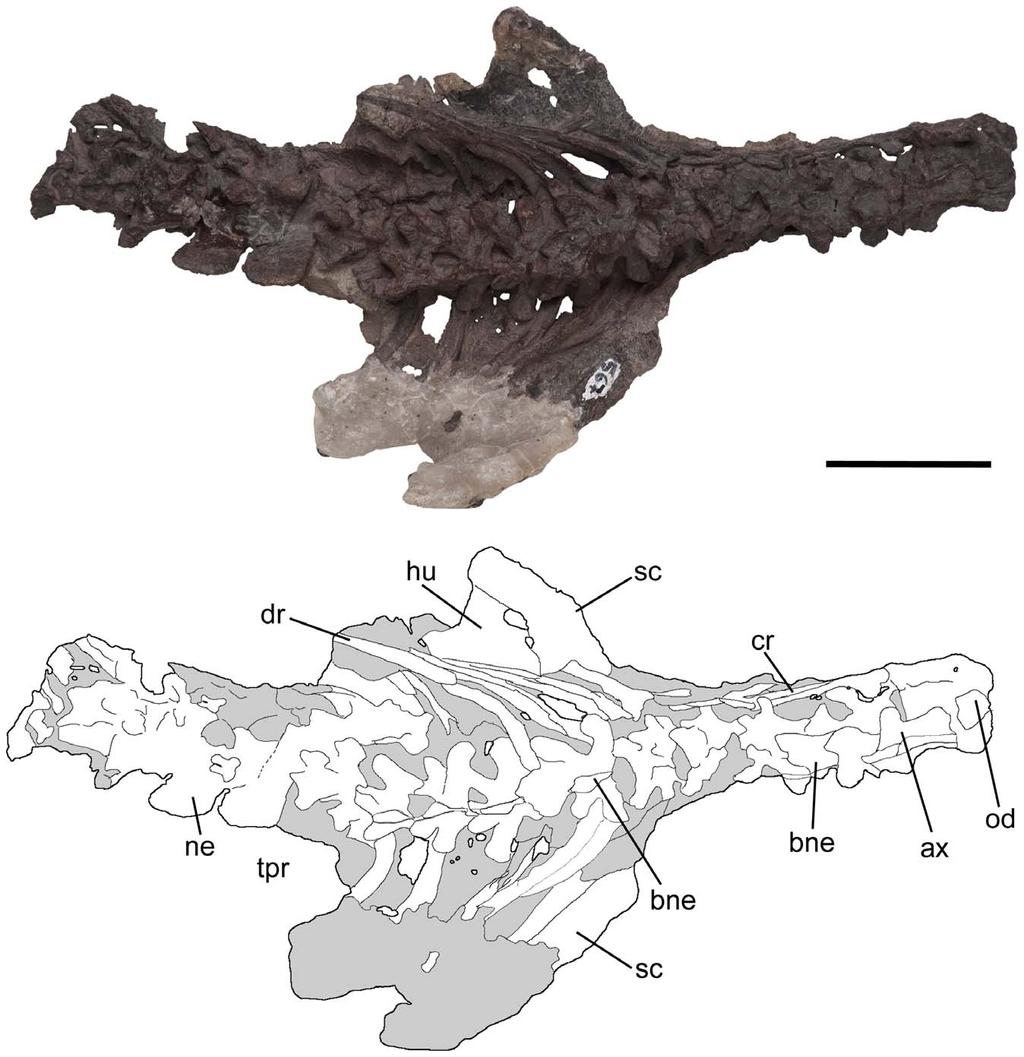 Figure 5. Cervical and dorsal vertebrae, and scapulacoracoids of Pseudochampsa ischigualastensis (PVSJ 567) in dorsal view.