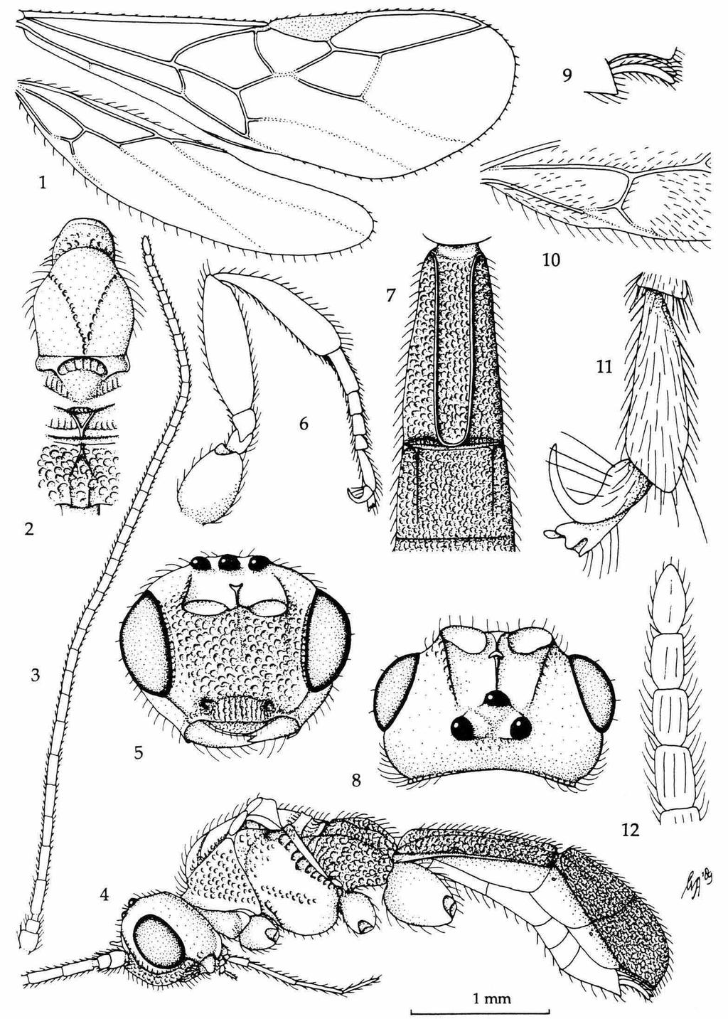 VAN ACHTERBERG & QUICKE: AFROCAMPSIS 157 Figs. 1-12, Afrocampsis griseosetosus gen. nov. & spec, nov., holotype.