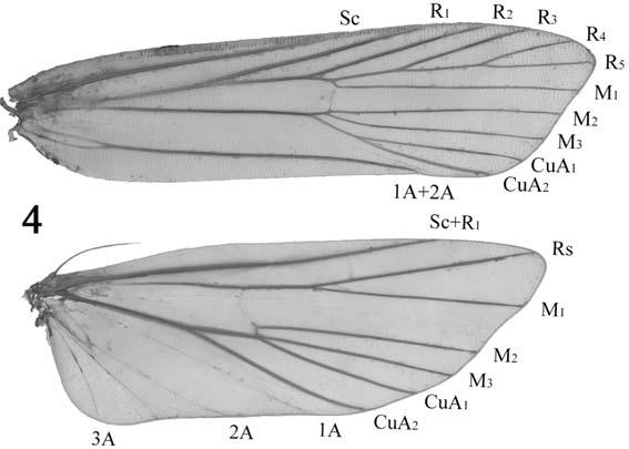 354 Florida Entomologist 93(3) September 2010 Fig. 4. Venation of L. paradeltidius M. Wang and Xiong, sp. nov. (male, Paratypes) aedeagus, whereas in L.