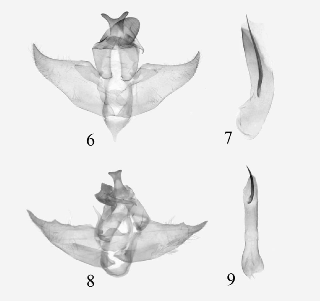 Wang et al.: New Species of Longipenis from China 355 Figs. 6-9. Genitalia of Longipenis species. (6-7) Male genitalia of L. paradeltidius M. Wang and Xiong, sp. nov.
