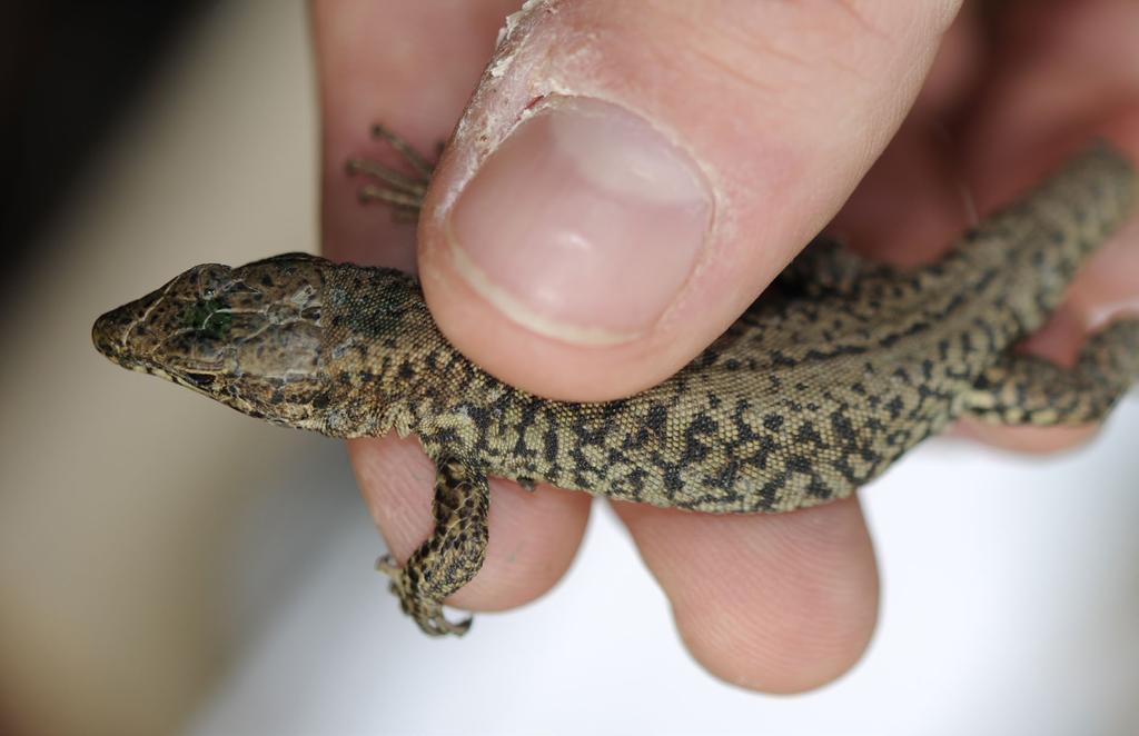 Phenotypes of Hybrids of Alien and Native Common Wall Lizards Podarcis muralis from Mannheim, Germany