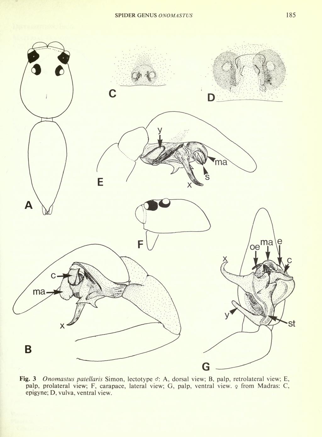 :, SPIDER GENUS ONOMASTUS 185 H 11 B Fig.