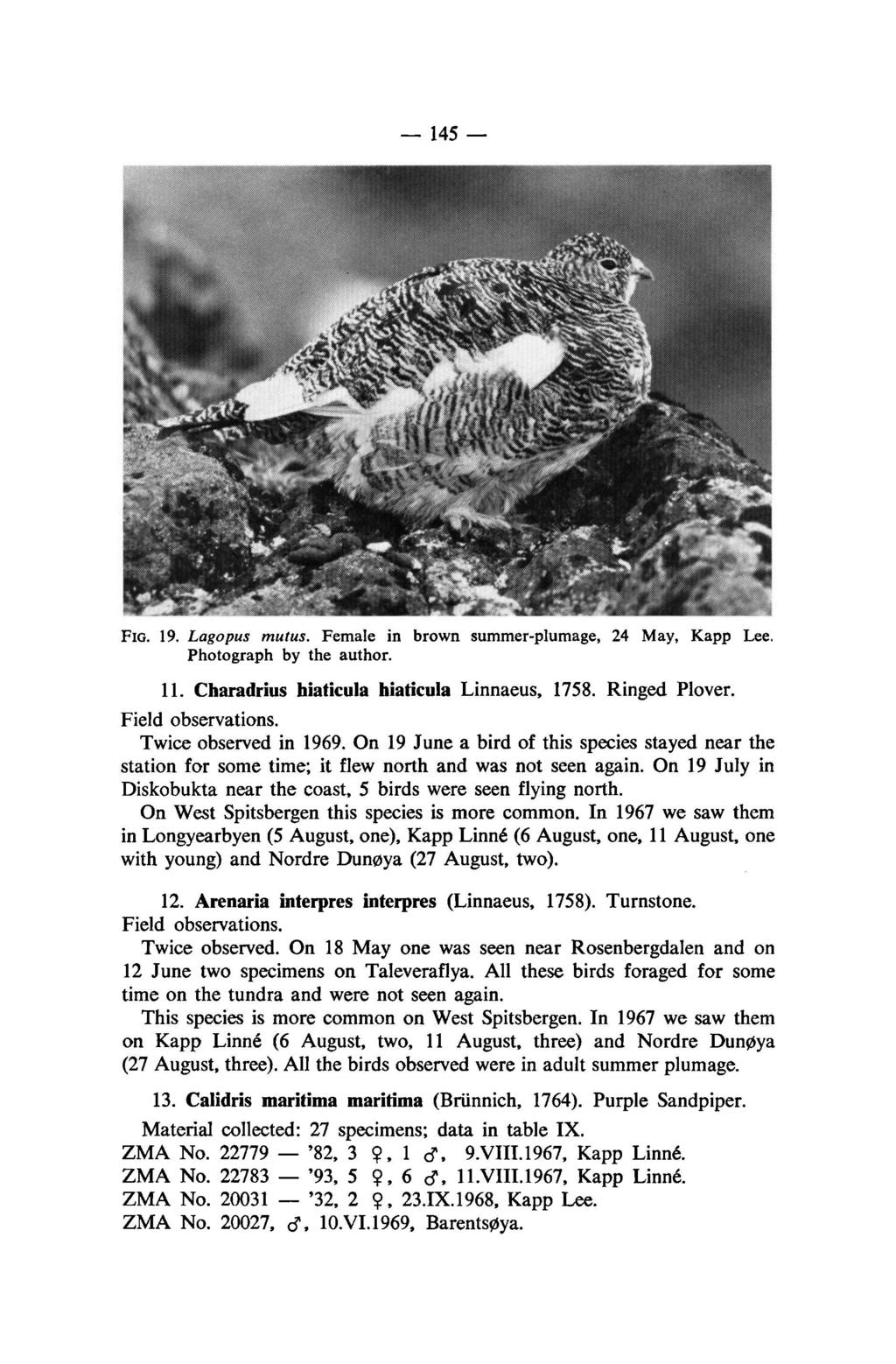 '82, '93, '32, 145 FIG. 19. Lagopus mutus. Female in brown summer-plumage, 24 May, Kapp Lee. Photograph by the author. 11. Charadrius hiaticula hiaticula Linnaeus, 1758.