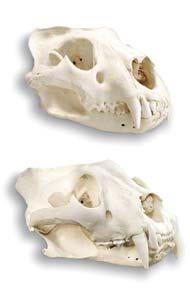 FAST FACTS There are 600 million domestic cats around the world. Cat fossils are so similar that even experts struggle to tell a lion s skull from a tiger s.