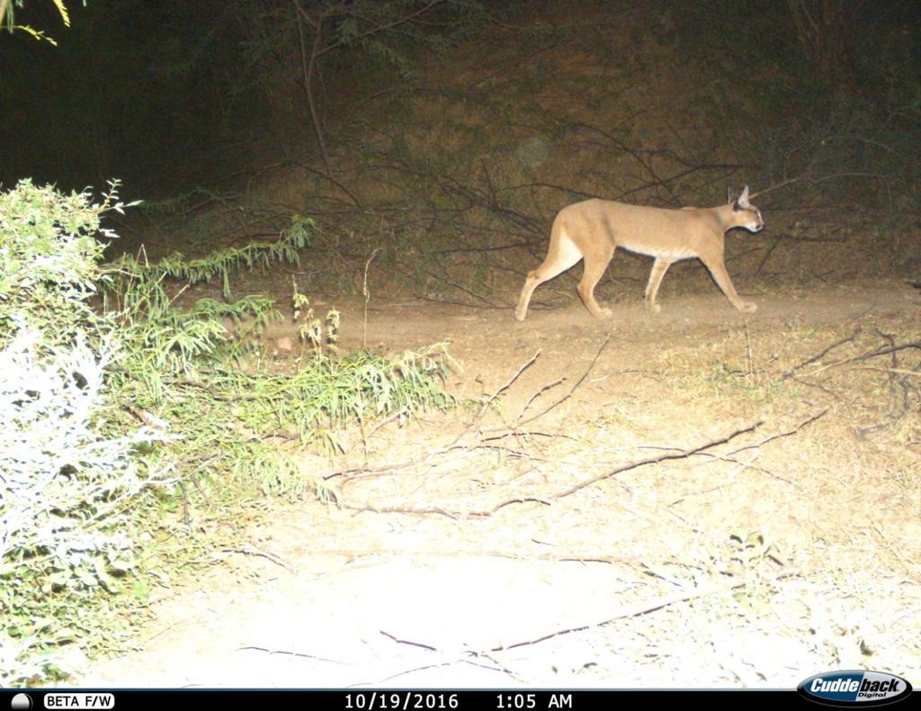 [ VOLUME 5 I ISSUE 4 I OCT. DEC. 2018] E ISSN 2348 1269, PRINT ISSN 2349-5138 Plate 2: Captured Caracal Felis caracal in camera trap ACKNOWLEDGEMENT Our sincere thanks to Prof.