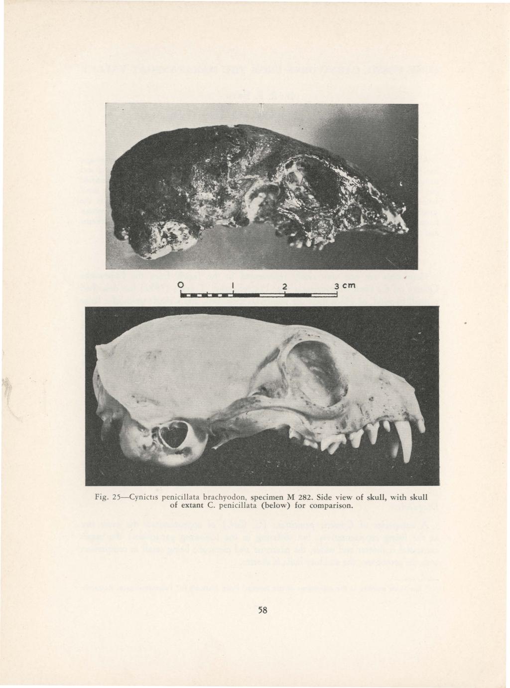 ----- 0 2 3cm Fig. 25-Cynictls penicillata brachyodon specimen M 282.