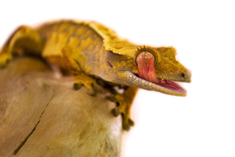 Crested geckos are omnivores, feeding on a mixture of overripe fruit, insects, and nectar; it s entirely possible that they play a role in pollinating plants in their native range, although