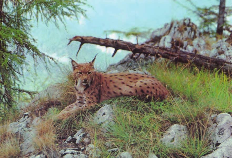 Figure 4.3. Above: Lightly spotted Eurasian lynx.