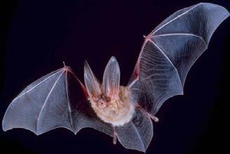 NG Facts from Kathy There are really so-called vampire bats, but they are not from Transylvania. They live in Central and South America and feed on the blood of cattle, horses and birds.