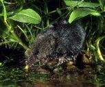 The species has been selected as a priority species for conservation action by the Environment Agency. The water shrew is one of Britain s least-studied mammals.