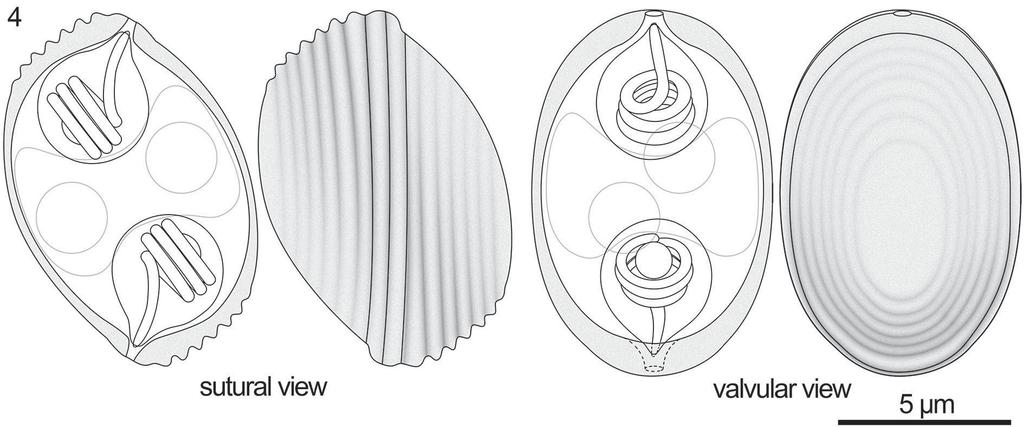 Fig. 4. Drawing of Soricimyxum minuti sp. n. from Sorex minutus Linnaeus in sutural and valvular views, showing cross-section and surface features for each view. Fig. 5.