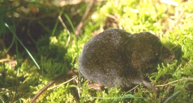 Water shrews Pacific water shrew is most likely difficult to distinguish from the American water shrew How can they be