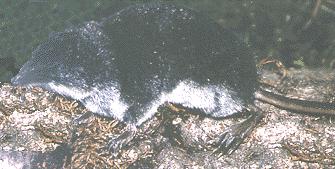 The American water shrew has: dark grey (can be brownish) to black dorsal fur (PWS has dark brown to black) A