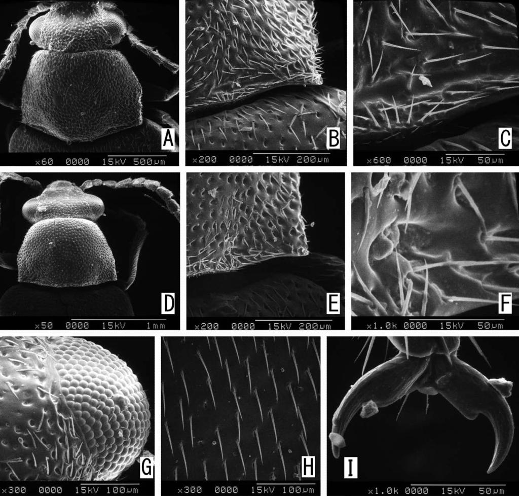 A new Tydessa from Taiwan 111 Fig. 2. SEM photographs of Tydessa lewisi (Pic), female (A C) and male (D I).