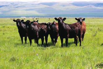 LOT 50 Christiansen East Bench Ranch 38 Head Bred Heifers *Bred to: Conquest Sons *Expected calving Date: April 13-May 6, 2019 *Health/Vaccinations: These heifers have been brucellosis vaccinated
