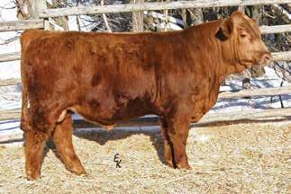8 MM 32 MW 70 Full brother sold in the sale last year to Dave Witlock, SD, for $8,000. 41.8-0.54 0.22 0.71 11.