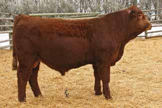 5 MM 30 MW 64 Purchased dam from Dale Miller, Gilford, MT, at the MT Simmental Sale. Maternal sister sells as lot 190. 103 Granddam is the dam of lot 122. 30.8-0.55 0.27-0.03 0.78 12.