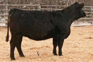 Purebred Black Bred Heifers 125 BGL MISS TODD Z156B Owned by: Leapaldt Simmentals Polled Black Purebred Cow Tattoo: Z156B Birthdate: 4/2/12 Adj. BW: 89 lbs Adj.
