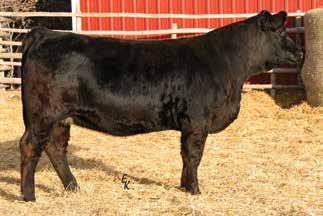 1 MM 27 MW 55 ASA# 2781907 AI bred to SAV Final Answer 0035 on 5/22/13. PE to Ellingson Durango 2156 from 5/24/13 to 7/22/13. Ultrasound safe to Final Answer and due 2/28/14 with a bull calf.