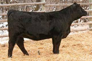 Purebred Black Bred Heifers & 3/4 SimAngus Black Bred Heifers Lot 139 Projected in the bred heifer footnotes are listed in this order: CE BW WW YW MCE MM MCE MWW MB 142 Lot 141 KS MISS ADVANCE Z545