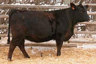 PE to MJ Top Gear from 5/24/13 to 7/22/13. Ultrasound safe to Tailored and due 3/1/14 with a heifer calf. Planned Mating : 13 1.5 71 110 11.1 18 53 37.4-0.3 0.45 139 78 45.2-0.38 0.46-0.03 0.40 10.