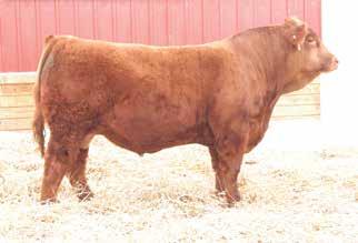 Purebred Red Bred Heifers 166 KS MISS OXFORD Z414 Owned by: Roger Kenner Polled Red Purebred Cow Tattoo: Z414 Birthdate: 3/20/12 Adj. BW: 81 lbs Adj.