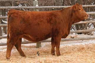 PE to BCLR ShamWow W611 from 5/24/13 to 7/22/13. Ultrasound safe to AI date and due 2/28/14 with a heifer calf. Maternal brother sells as lot 89. Planned Mating : 13 1.1 76 118 11.1 27 65 41.6-0.36 0.