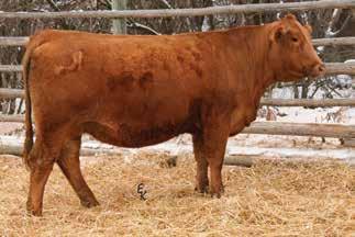 PE to MJ Top Gear from 5/24/13 to 7/22/13. Ultrasound safe to Conquest and due 2/28/14 with a bull calf. Planned Mating : 15-0.9 65 101 7.2 24 57 28.3-0.33 0.