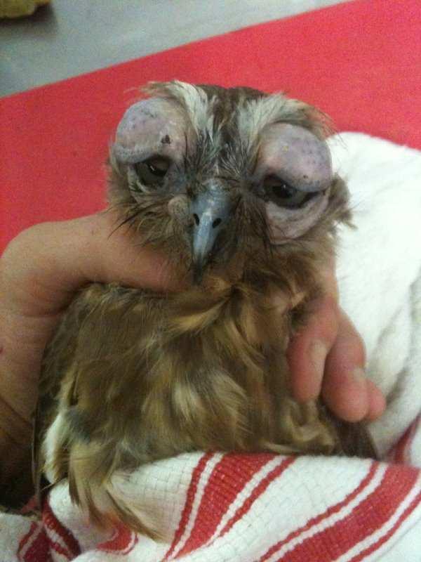 The animal was taken to a vet at Airlie Beach where 'worms' were removed from the eyelids. Approx 1-2 weeks later a wild barking owl was presented with the same lesions.
