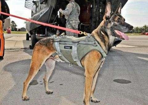 The Dog that Cornered Osama Bin Laden Not your standard K9...nor is the gear they wear. When U.S.