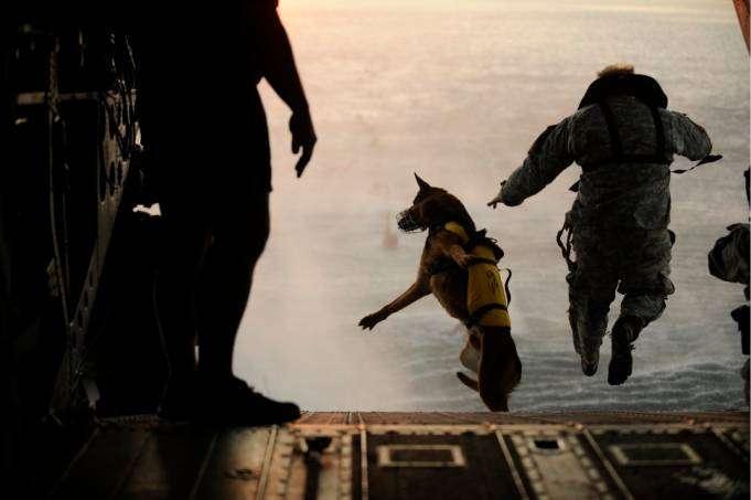 As for the ethics of sending dogs to war, that s pretty much a moot point, don t you think?